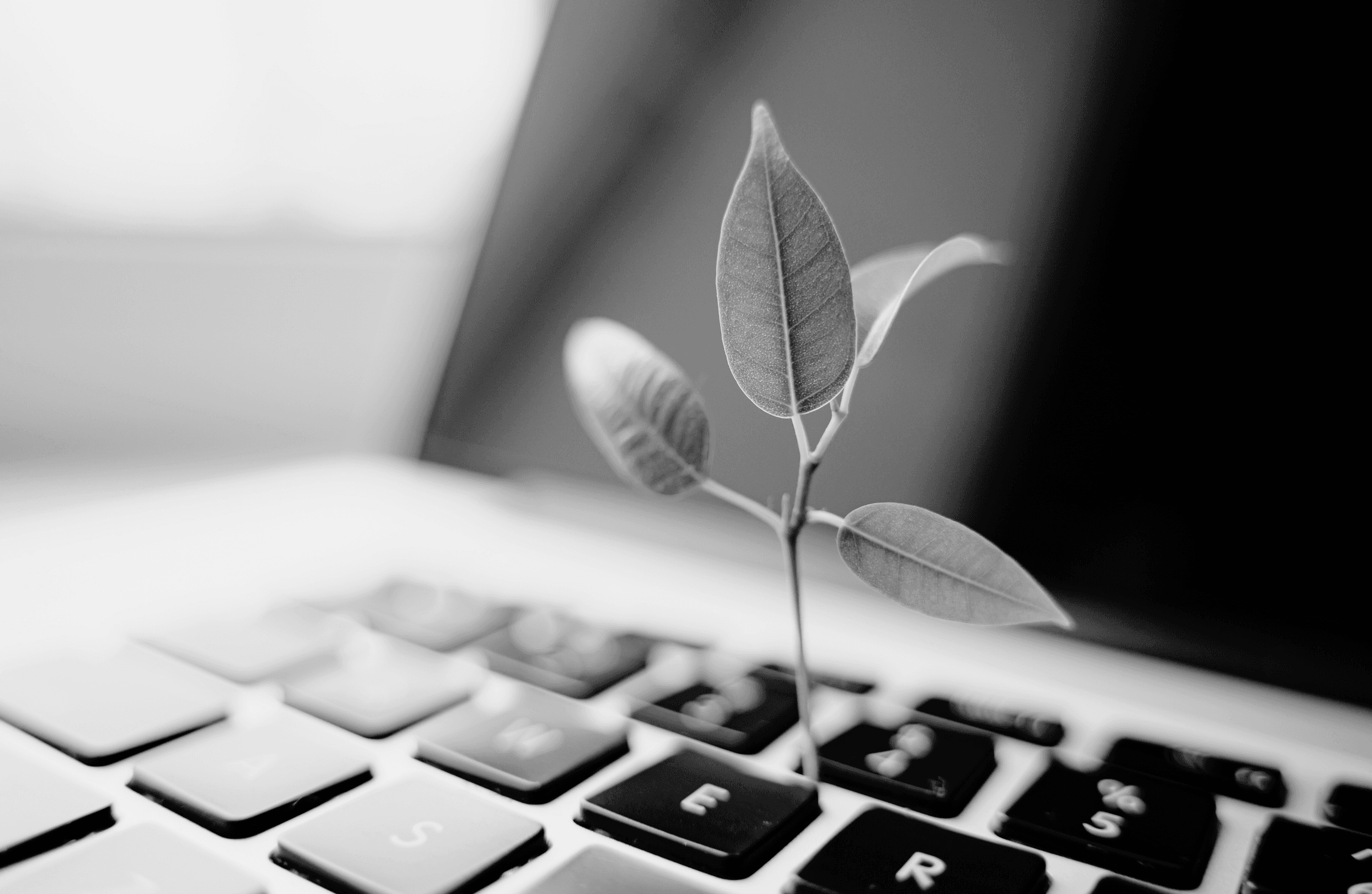 Unicum Trade Botanicals - Insights