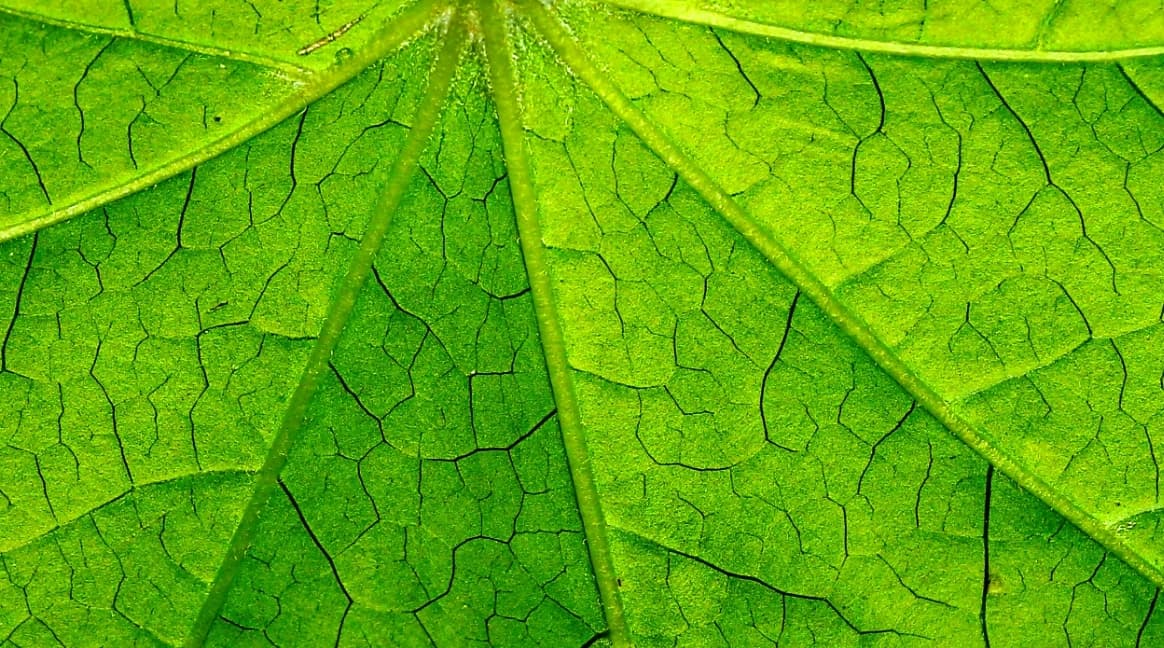 development & production 
of nutritional supplements