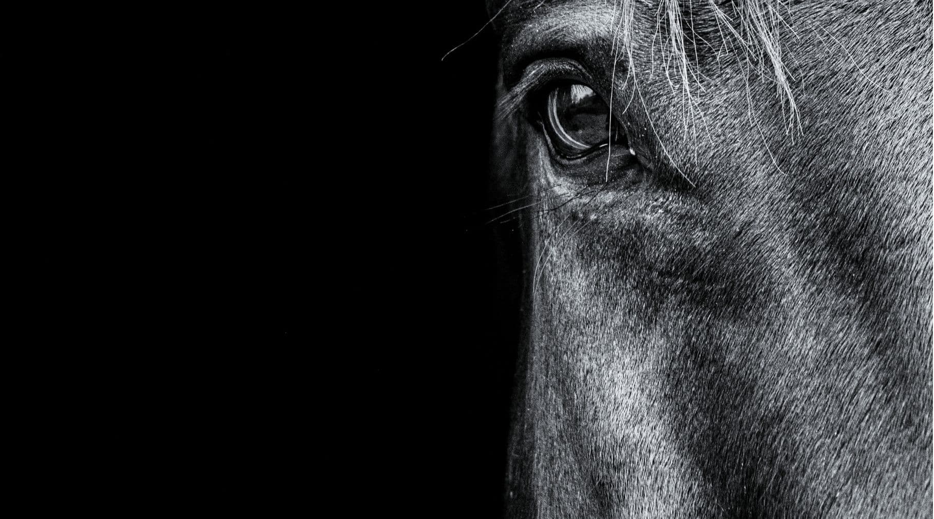 development & production 
of supplementary animal feed