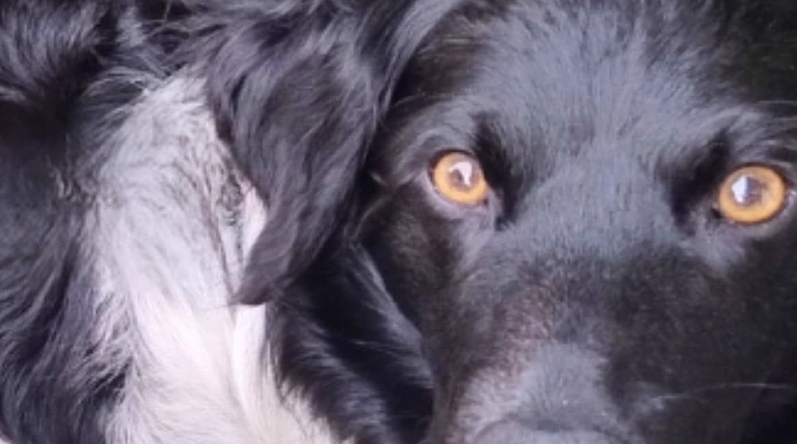 development & production 
of animal feed